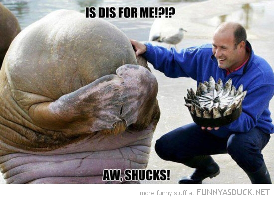 funny-walrus-birthday-fish-for-me-pics.jpg