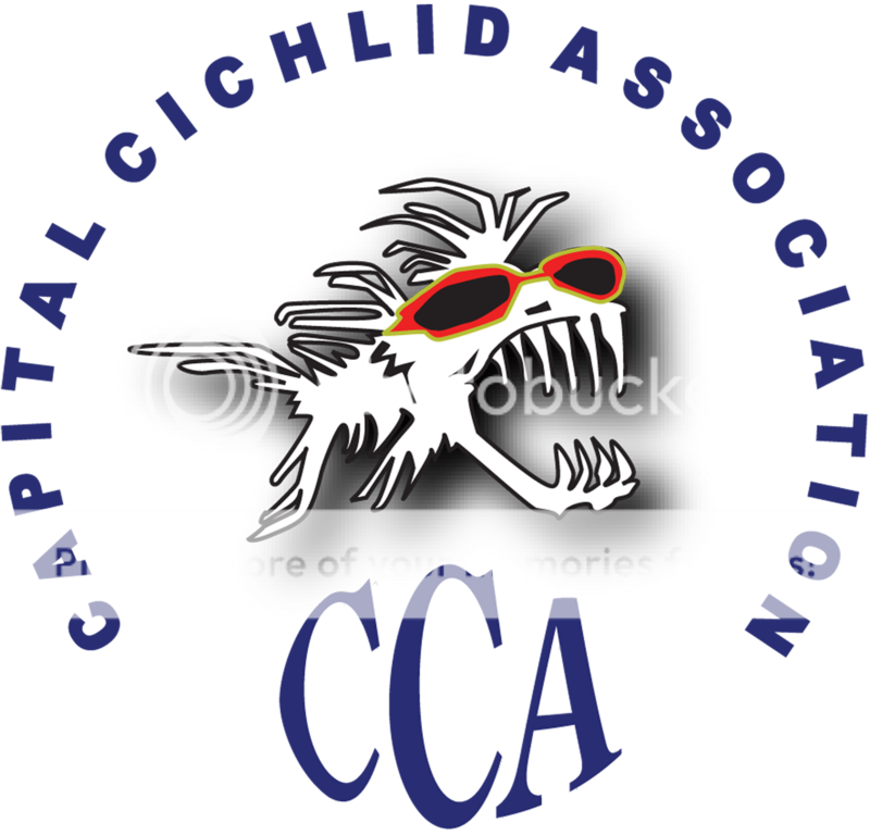 CCA_2007_logo_bold_w_initials_shado.png