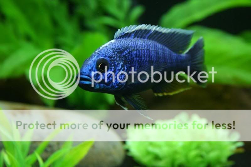 fish_tank_pics_044.jpg