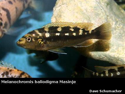 Melanochromis%20baliodigma%20Masinje.jpg