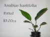 A. hastifolia - potted 001.jpg