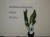 A. congensis potted.jpg