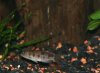 killer fish.jpg killer fish.jpg