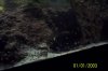 120 gallon fish pics and family pics 024.jpg