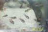 120 gallon fish pics and family pics 078.jpg