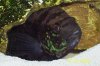 120 gallon fish pics and family pics 003.jpg