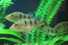 fish 001.jpg fish 001.jpg
