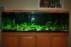 fish tank pics 002.jpg