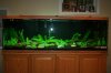 fish tank pics 002.jpg fish tank pics 002.jpg