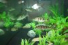 fish tank pics 015.jpg fish tank pics 015.jpg