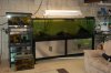 fishroom update 016.jpg