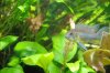 snails and shrimp for website 090.jpg