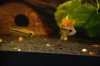 camera practice-inverts, apistos, and amecas 034.jpg