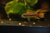 camera practice-inverts, apistos, and amecas 036.jpg