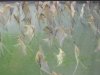 angelfishcca 001.jpg angelfishcca 001.jpg
