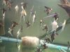 angelfishcca 003.jpg angelfishcca 003.jpg