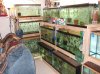 breedingsetup 006.jpg breedingsetup 006.jpg