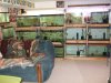 breedingsetup 008.jpg breedingsetup 008.jpg