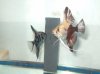 angelfish pics 035.jpg