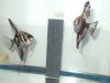 angelfish pics 036.jpg