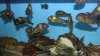 Tropheus01.jpg Tropheus01.jpg