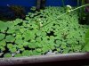 mini water lettuce.jpg