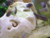 trophjuvies2.jpg trophjuvies2.jpg