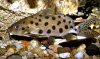 Synodontis_Ocellifer_Catfish.jpg Synodontis_Ocellifer_Catfish.jpg