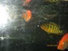 Fish - 4-26-2010 114.jpg Fish - 4-26-2010 114.jpg