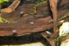 buettikoferi free swimming-0977.jpg