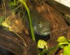 nigrodorsalis with eggs-1012.jpg
