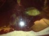 ImageUploadedByMonsterAquariaNetwork1406495355.935812.jpg ImageUploadedByMonsterAquariaNetwork1406495355.935812.jpg