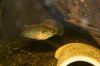 kolente with eggs-1274.jpg