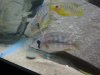 female gymno3 w male and f limia.jpg female gymno3 w male and f limia.jpg