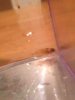ImageUploadedByMonsterAquariaNetwork1410524312.241074.jpg ImageUploadedByMonsterAquariaNetwork1410524312.241074.jpg