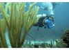 dive2.jpg dive2.jpg