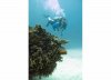 dive5.jpg dive5.jpg