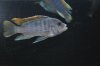 Fish 3.jpg Fish 3.jpg