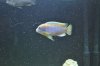Fish 6.jpg Fish 6.jpg