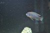 Fish 9.jpg Fish 9.jpg