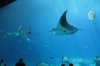 IMG_1470.jpg IMG_1470.jpg