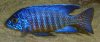 Flame Tail Profile B.jpg Flame Tail Profile B.jpg