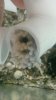 octopus babies.jpg octopus babies.jpg