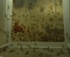 crayfishbabies 1:14:15.jpg crayfishbabies 1:14:15.jpg