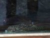ImageUploadedByMonsterAquariaNetwork1426547119.849447.jpg ImageUploadedByMonsterAquariaNetwork1426547119.849447.jpg