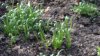 spinach seedlings.jpg