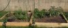 raisedbeds5:08:15.jpg raisedbeds5:08:15.jpg