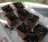 seedlings.jpg seedlings.jpg