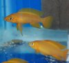 Leleuipi grow out.jpg Leleuipi grow out.jpg