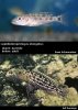 Lepidiolamprologus elongatus.jpg Lepidiolamprologus elongatus.jpg